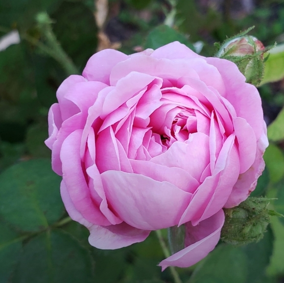 Meet your Posher, Dorothy - Picture 9 of 9